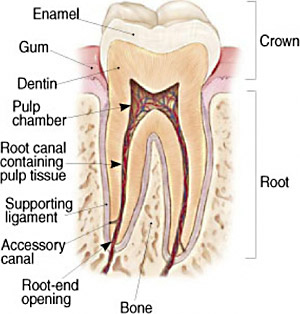 Root Canal Therapy – White Plains Family Dental